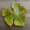 2026/09/1000246310.jpg Flache Keramikschale „Weinblatt“ – handgefertigtes Unikat