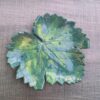 2026/09/1000246328.jpg Keramikschale „Weinblatt“ – handgefertigtes Unikat